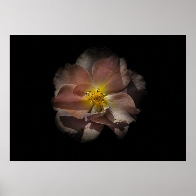 Affiche Jardin Fleurs No 113 Version couleur (Devant)