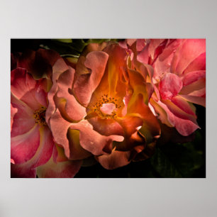 Affiche Jardin Fleurs No 40 Version couleur