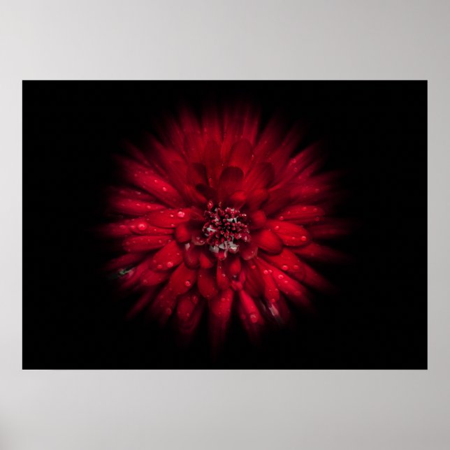 Affiche Jardin Fleurs No 45 Version de flux couleur (Devant)