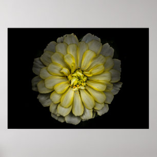 Affiche Jardin Fleurs No 86 Version couleur