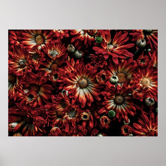 Affiche Jardin Fleurs No 88 Version couleur (Devant)