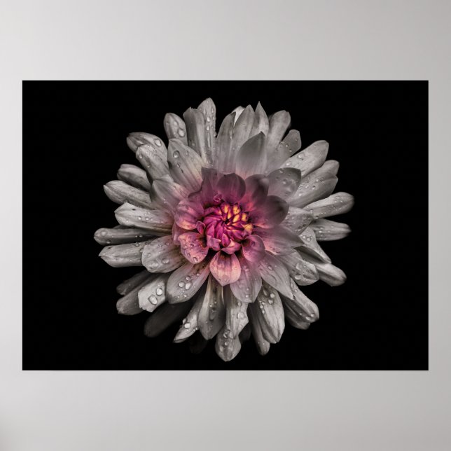 Affiche Jardin Fleurs No 91 Version couleur (Devant)