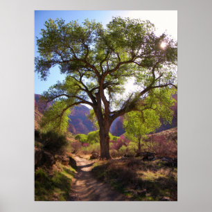 Affiche Jardin indien