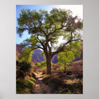 Affiche Jardin indien