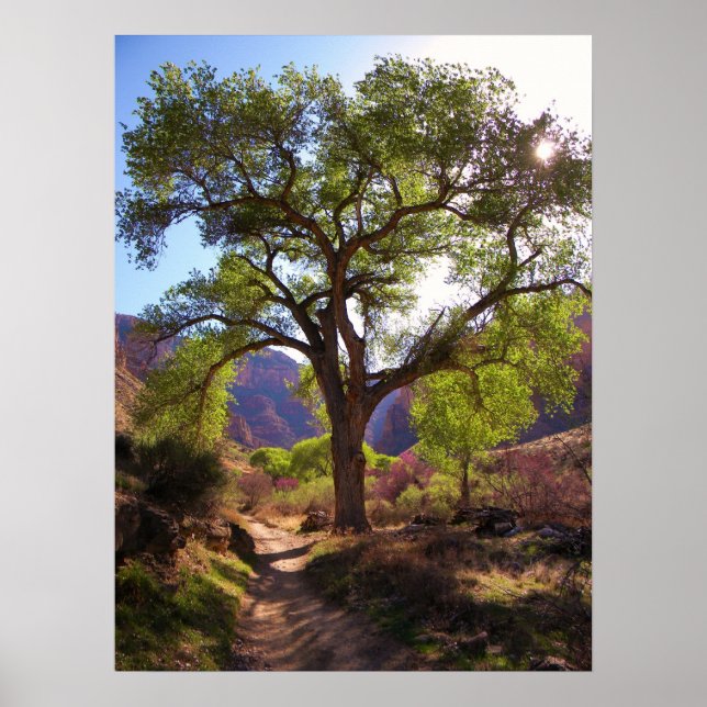 Affiche Jardin indien (Devant)