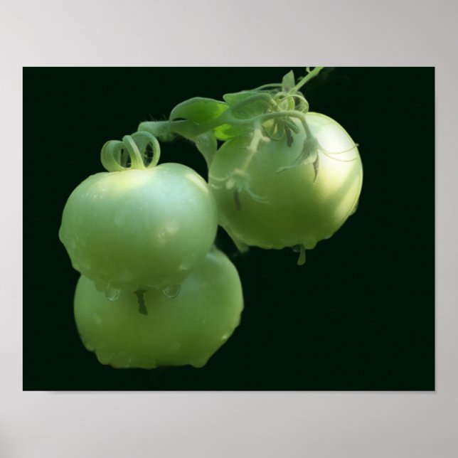 Affiche Jardin Vert Tomates Nature (Devant)