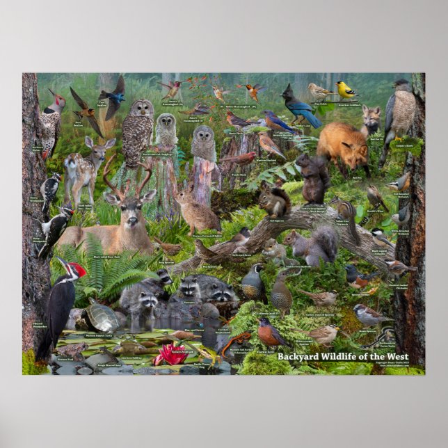 Affiche Jardin WIldlife de l'Occident (Devant)