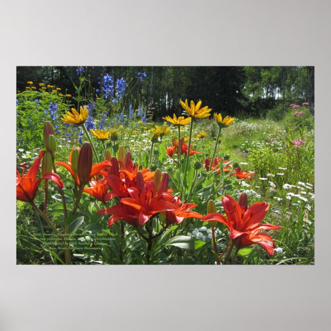 Affiche Jardins d'été, Lys Asiatiques Orange Brûlés (Devant)
