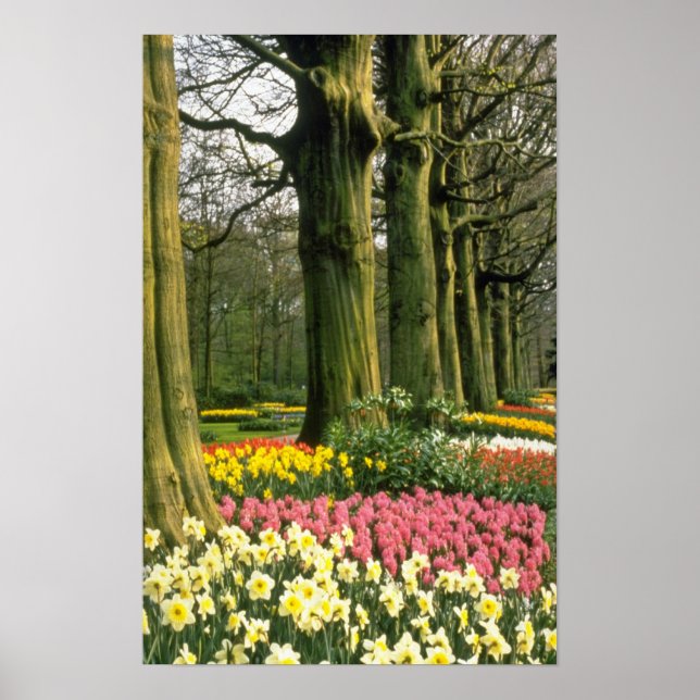 Affiche Jardins roses de Keukenhof, fleurs hollandaises (Devant)