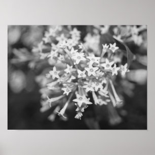 Affiche Jasmin Nocturne
