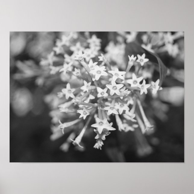 Affiche Jasmin Nocturne (Devant)