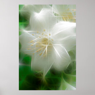 Affiche Jasmine brillante blanche
