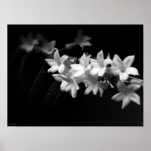 Affiche Jasmine Fleurs noir et blanc Photographie
