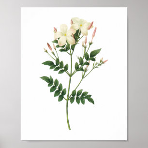 Affiche jasmine (Jasminum grandiflorum) par Redouté