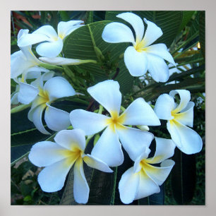 Affiche jaune, blanc, frangipanier, fleur, nature, été,