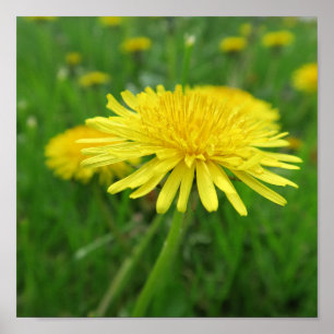 Affiche jaune, bouton d'or, plante, pissenlit, prairie,