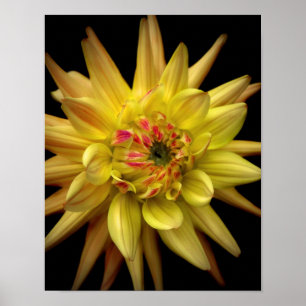 Affiche Jaune de couronne de dahlia
