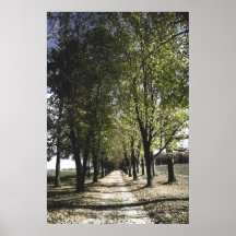 affiche jaune de la forêt