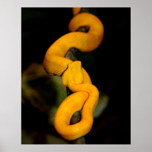 Affiche jaune de serpent