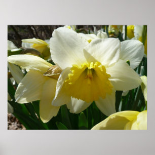 Affiche Jaune et blanc Daffodil printemps floral