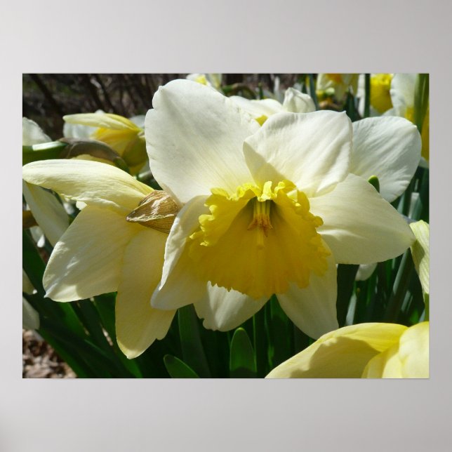 Affiche Jaune et blanc Daffodil printemps floral (Devant)