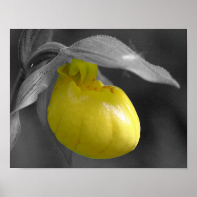 Affiche Jaune Lady Slipper Orchidée Fleur Partielle Couleu (Devant)