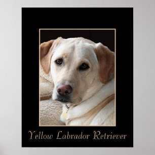 Affiche jaune multipliée pure de labrador