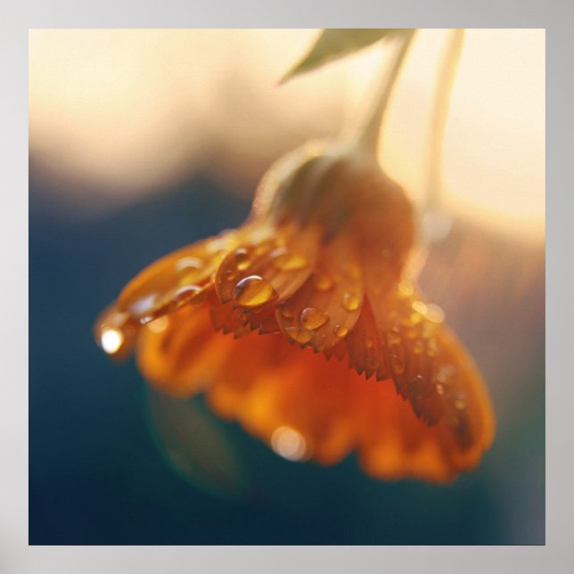 Affiche Jaune Orange Marigold Flower Drop Macro (Devant)