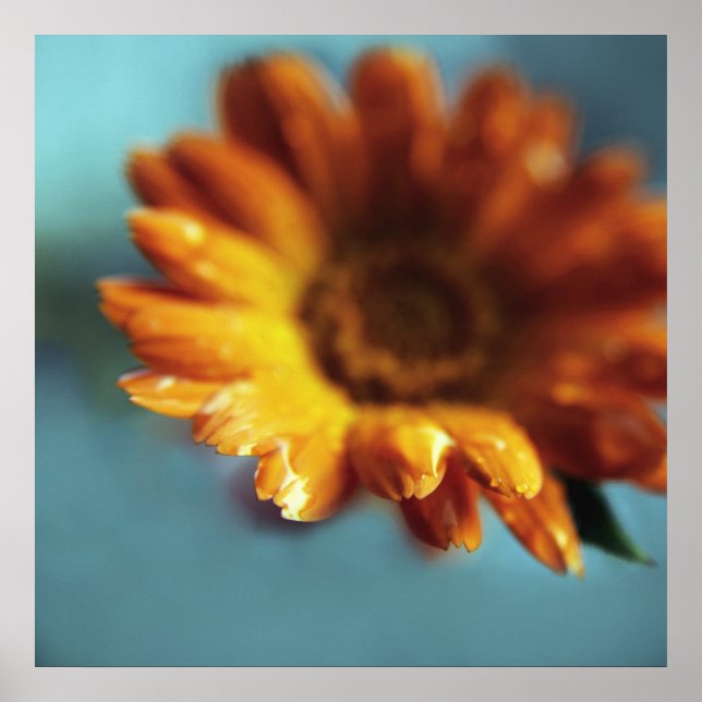 Affiche Jaune Orange Marigold Flower Drop Macro (Devant)