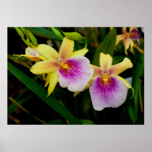 Affiche Jaune rose violet Miltonia Sunset Orchidées