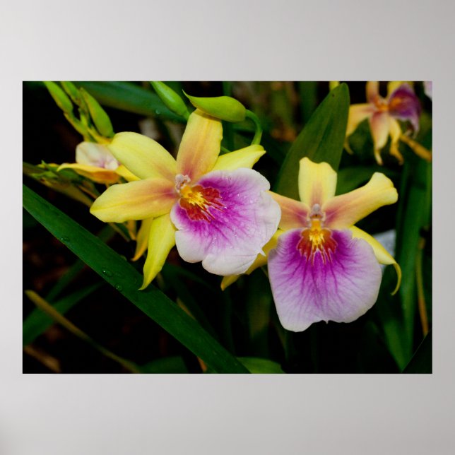 Affiche Jaune rose violet Miltonia Sunset Orchidées (Devant)