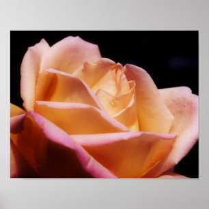 Affiche jaune teintée de fleur de Rosebud
