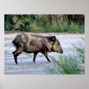 Affiche Javelina de la scène 10 de désert de Chihuahuan