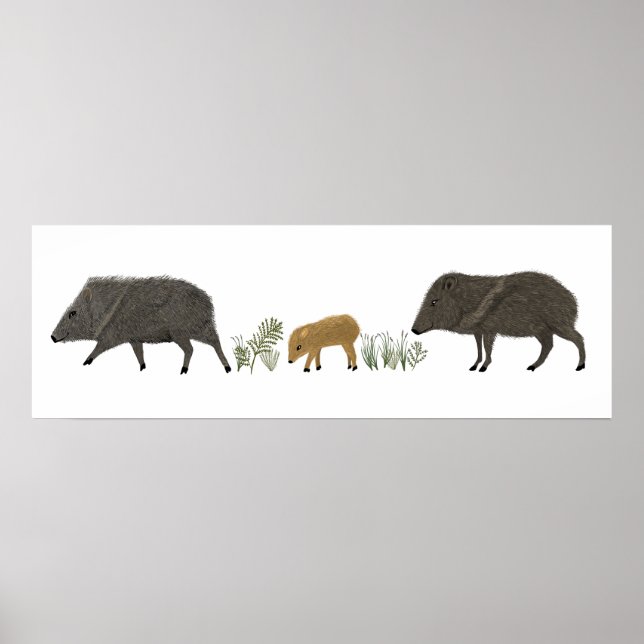 Affiche Javelina Family Portrait Animaux du désert (Devant)