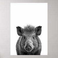 Javelina Peccary porc du désert Portrait noir blan
