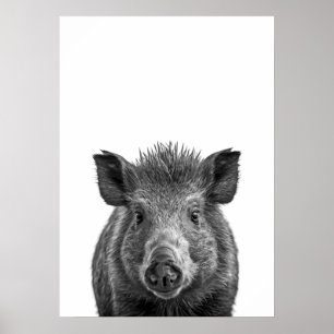 Affiche Javelina Peccary porc du désert Portrait noir blan