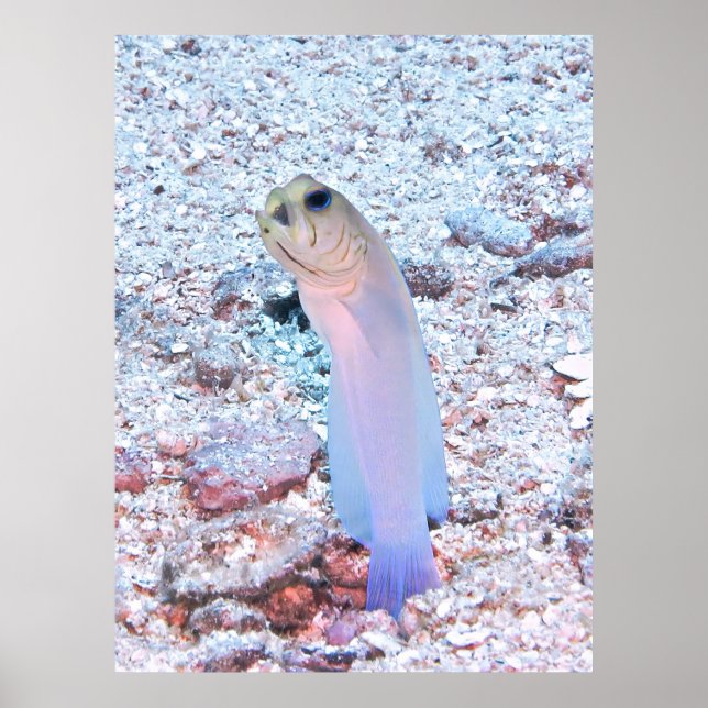 Affiche Jawfish à la broche à jaune avec Mouthful (Devant)
