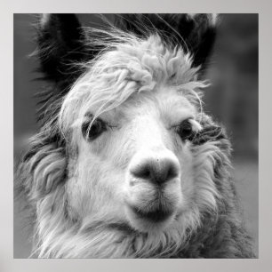 Affiche Je suis belle