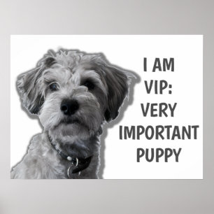 Affiche Je suis VIP : Très important Chien, chien mignon