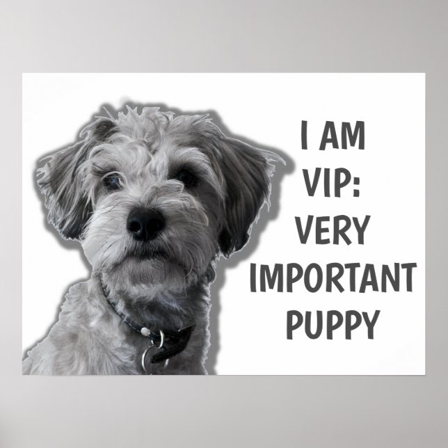 Affiche Je suis VIP : Très important Chien, chien mignon (Devant)