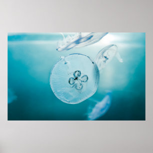 AFFICHE JELLYFISHES SOUS L'EAU