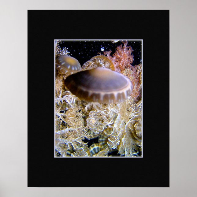 Affiche Jellyship (Devant)