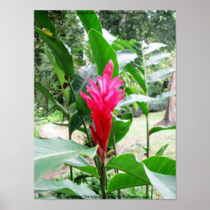 Affiche Jengibre rojo (gingembre rouge)