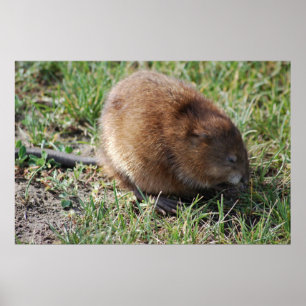 Affiche Jerry le rat musqué