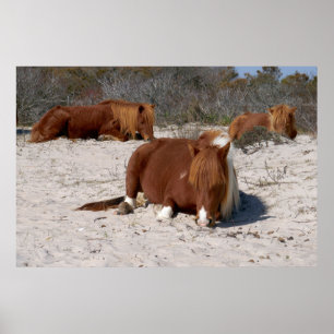 Affiche Jeter des ponies sauvages au Parc national Assatea
