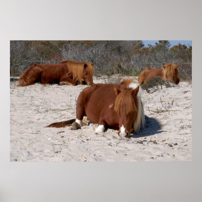 Affiche Jeter des ponies sauvages au Parc national Assatea (Devant)