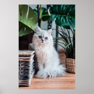 Affiche Jeune Chat Perse Blanc Assis Avec Plante