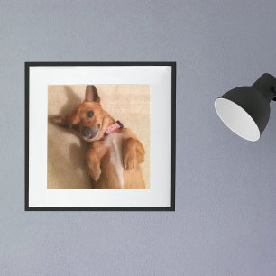 Affiche Jeune chien teckel marron en pose ventrale