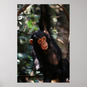 Affiche Jeune Chimpanzé pendu à la forêt