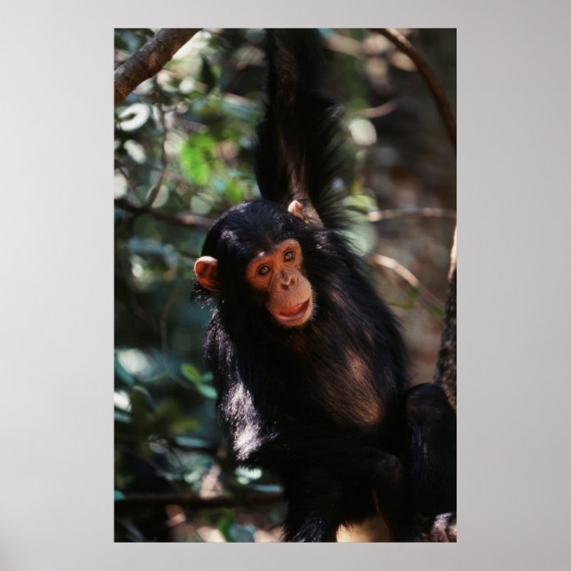 Affiche Jeune Chimpanzé pendu à la forêt (Devant)